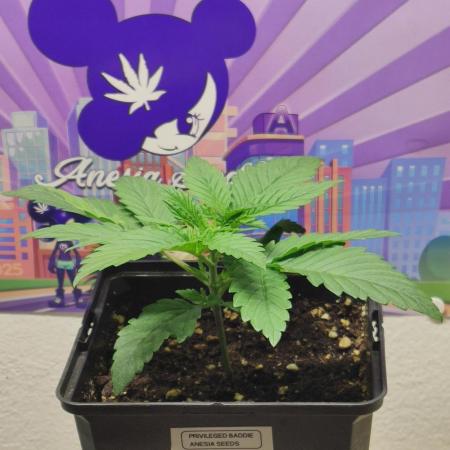 Privileged Baddie Anesia Seeds