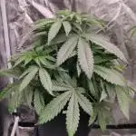 Honey Fried Bananas Anesia Seeds