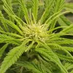 Privileged Baddie Anesia Seeds