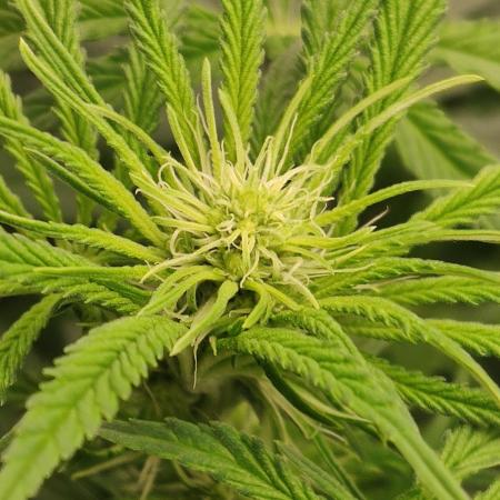 Privileged Baddie Anesia Seeds