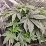 Gelato Dream Anesia Seeds