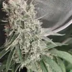 Slurricane