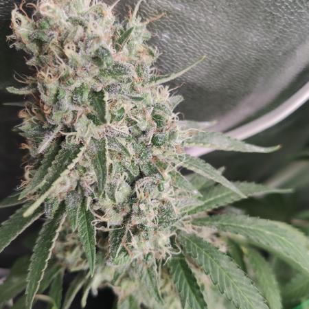 Slurricane