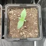 Privileged Baddie Anesia Seeds