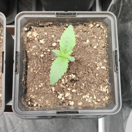 Privileged Baddie Anesia Seeds