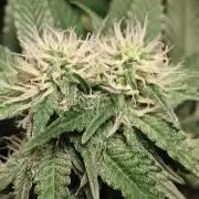 Gelato Dream Anesia Seeds