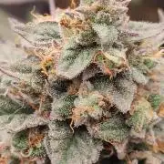 Honey Fried Bananas Anesia Seeds