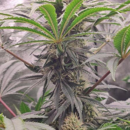 Privileged Baddie Anesia Seeds