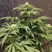 Privileged Baddie Anesia Seeds