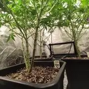 Malasaña Cookies Exotic Seed