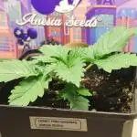 Honey Fried Bananas Anesia Seeds