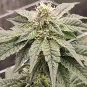 Lilac Diesel RBX2