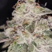 Lilac Diesel RBX2