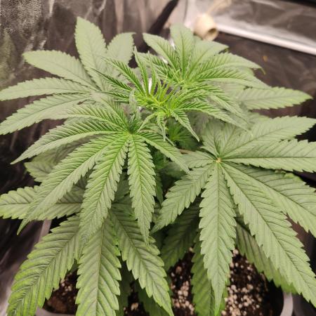 Privileged Baddie Anesia Seeds