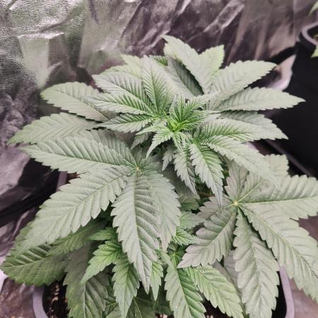 Gelato Dream Anesia Seeds