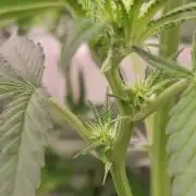 Malasaña Cookies Exotic Seed