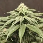 Honey Fried Bananas Anesia Seeds