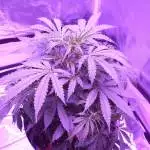 Auto Colorado Cookies DP