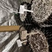 Gorilla Girl XL AUTO SWEETSEEDS