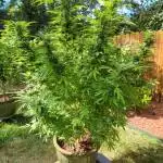 Phatom cookies domina