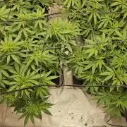 Blueberry Muffin 2026