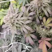 Blueberry Muffin 2026