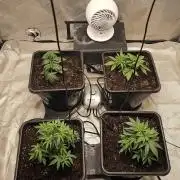 Blueberry Muffin 2026