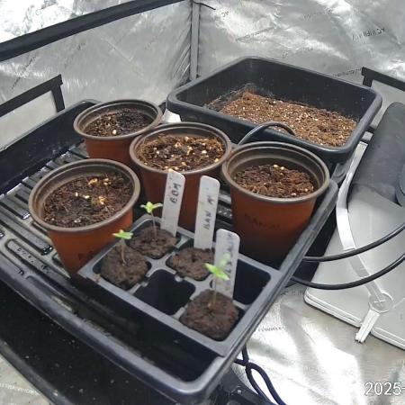 Blueberry Muffin 2026