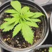 Blueberry Muffin 2026