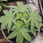 Blueberry Muffin 2026