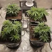 Blueberry Muffin 2026