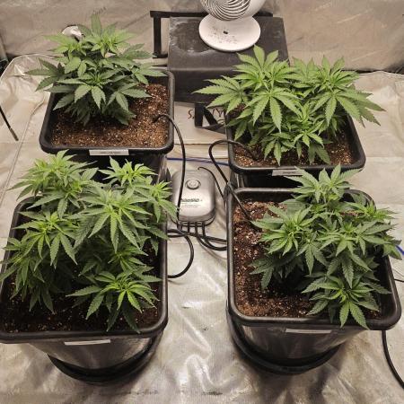 Blueberry Muffin 2026