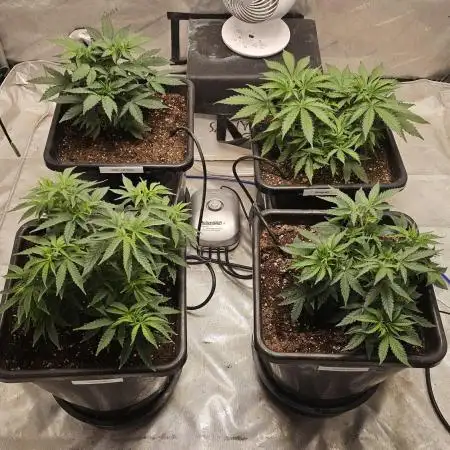 Blueberry Muffin 2026