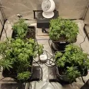 Blueberry Muffin 2026