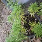 Gorilla glue #4