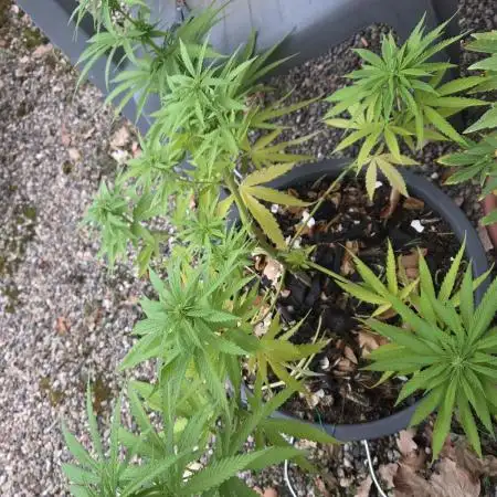 Gorilla glue #4