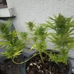 Gorilla glue #4