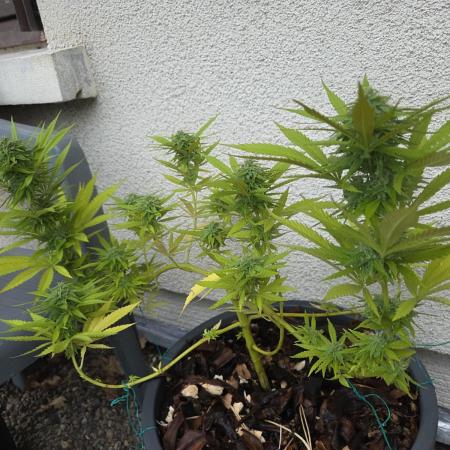 Gorilla glue #4