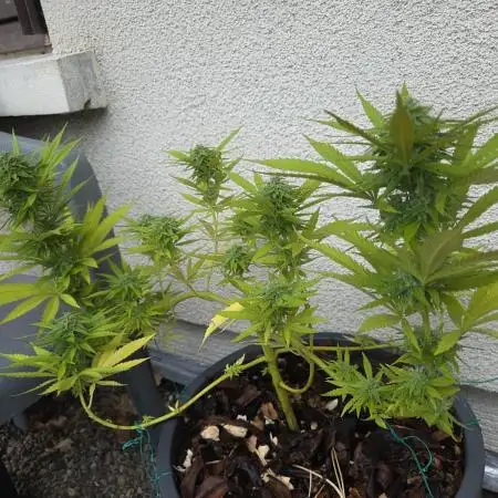 Gorilla glue #4