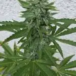 Gelato auto