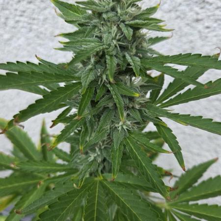 Gelato auto