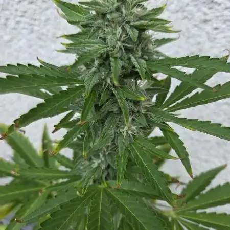 Gelato auto
