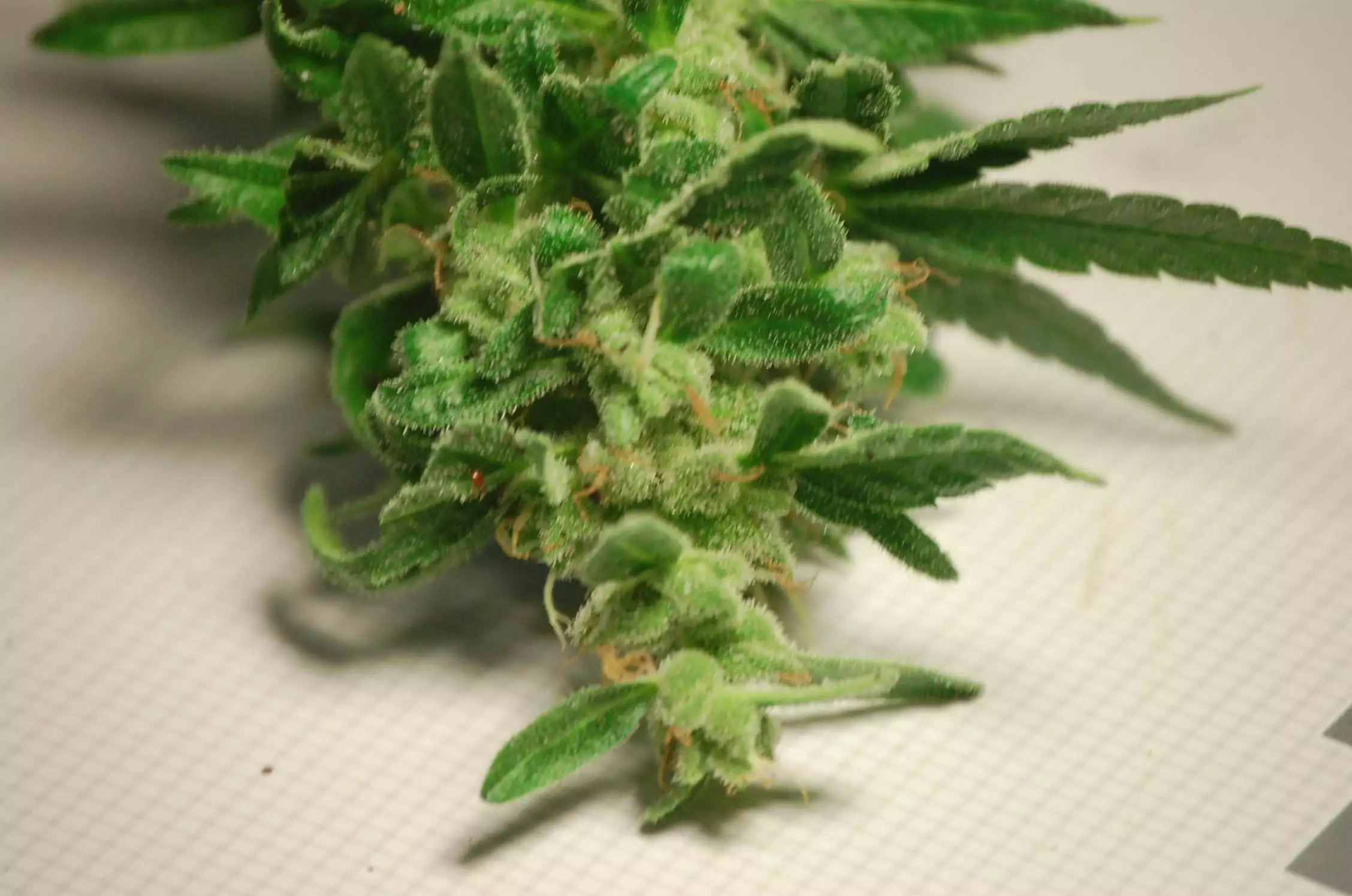 Monsta Bud / Ozi Magic Grow Juice nutrient info - GrowDiaries