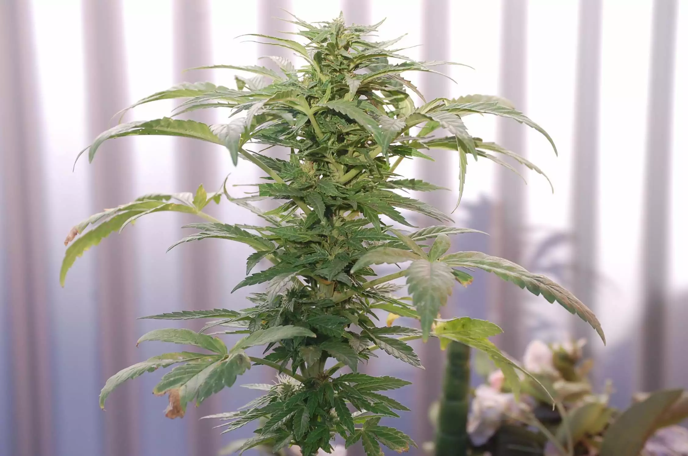 その他 monsta bud Monsta Bud / Ozi Magic Grow Juice nutrient info - GrowDiaries