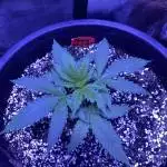 Shining silver haze