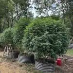 Outdoor raised beds