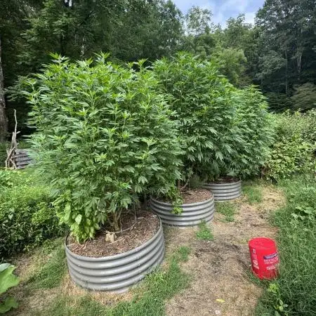 Outdoor raised beds