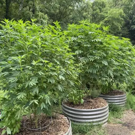 Outdoor raised beds