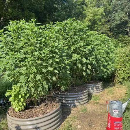 Outdoor raised beds