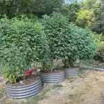 Outdoor raised beds